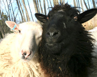 090103_ET_ABO_WOOL_13