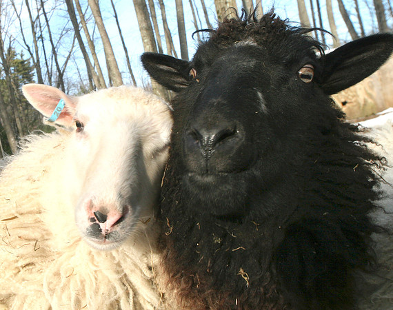 090103_ET_ABO_WOOL_13